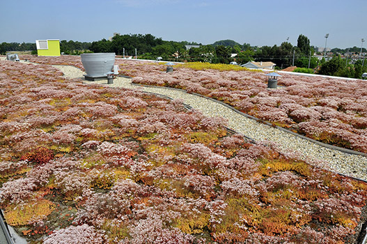 Autre vue des toits suite à la végétalisation de l\'hopital du bouscat